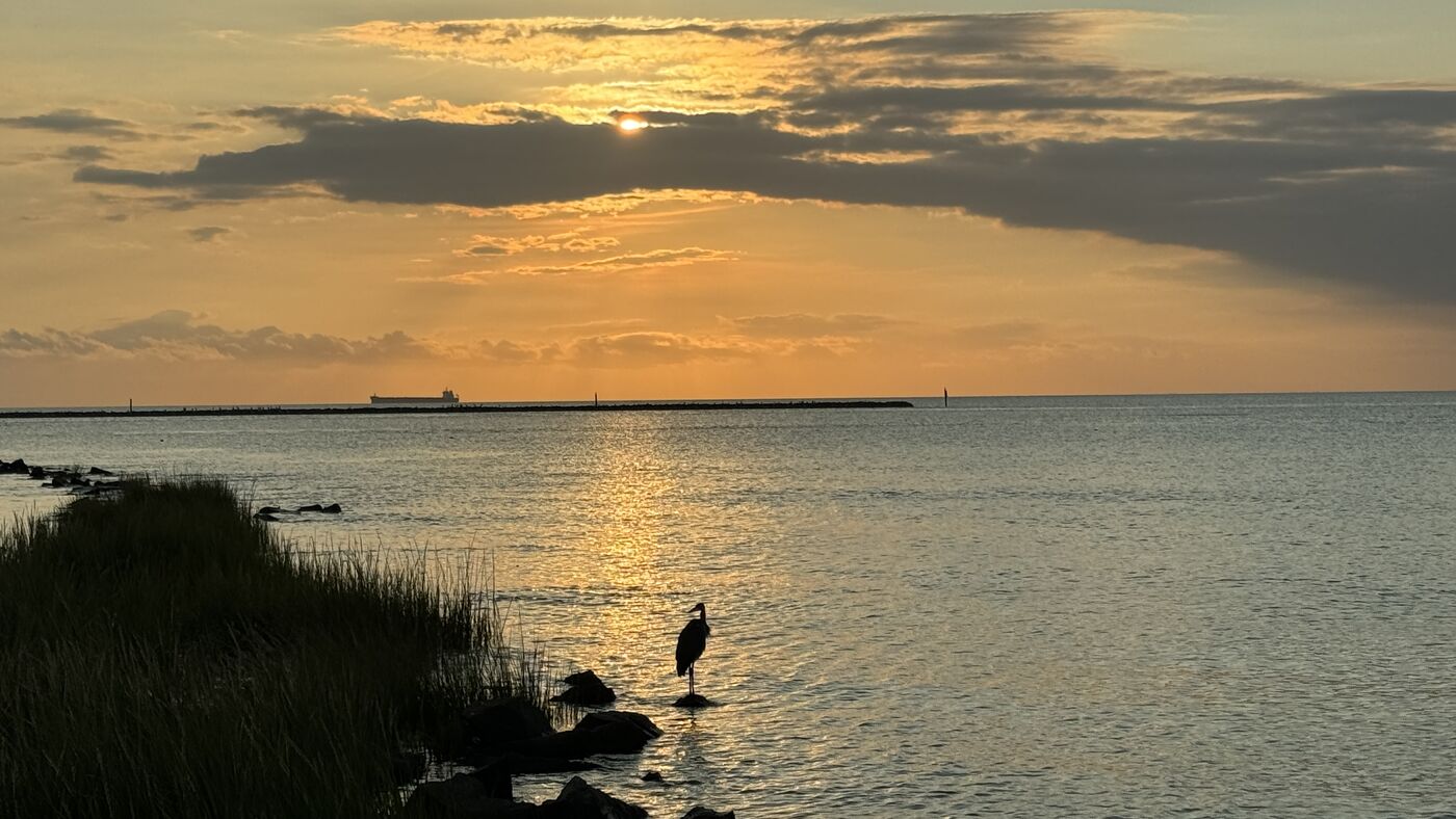 Heron silhouetted in calm bay water at sunset